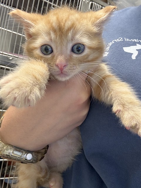 Garfield