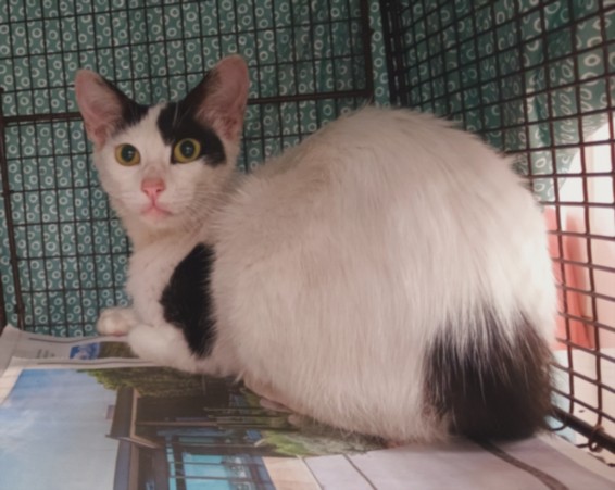 Adoptable Cat