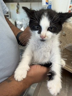 Adoptable Cat