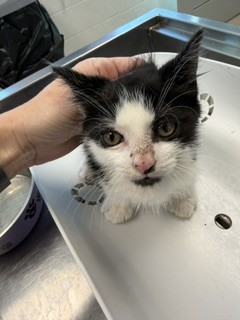 Adoptable Cat
