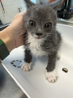 Adoptable Cat