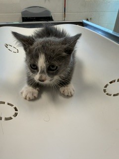 Adoptable Cat