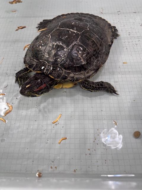Shelly