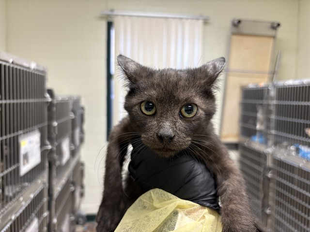 Reggie