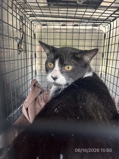 Adoptable Cat