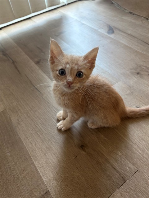 Gus