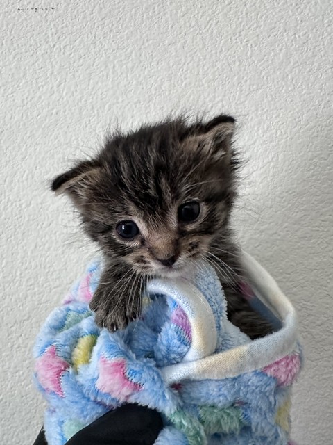 Chip - In Foster