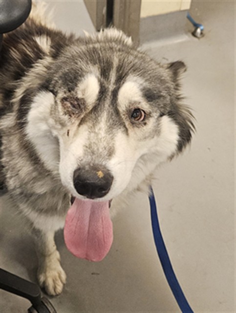 Adoptable Dog