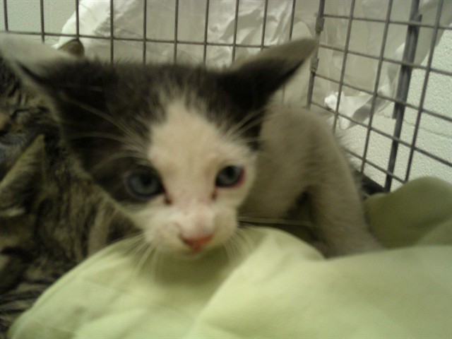 Henri