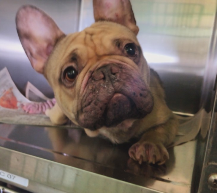 Adoptable Dog
