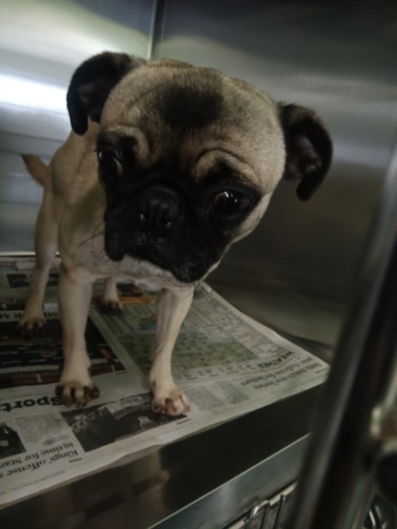 Adoptable Dog