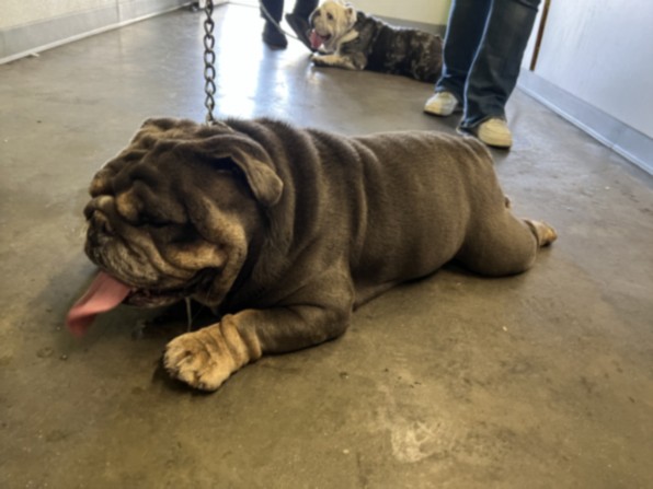 Jelly Roll