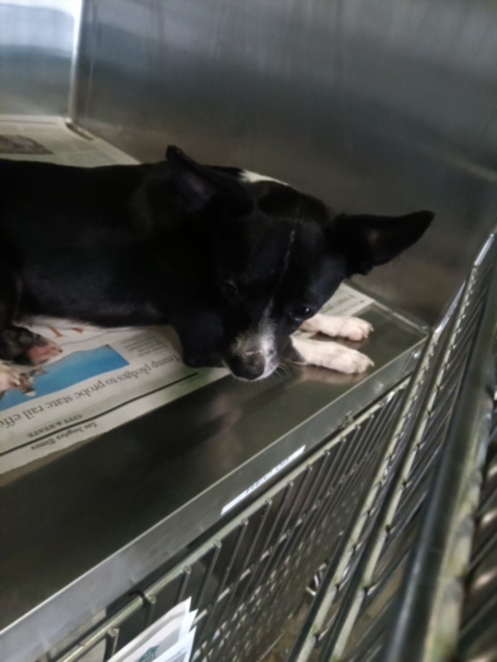 Adoptable Dog