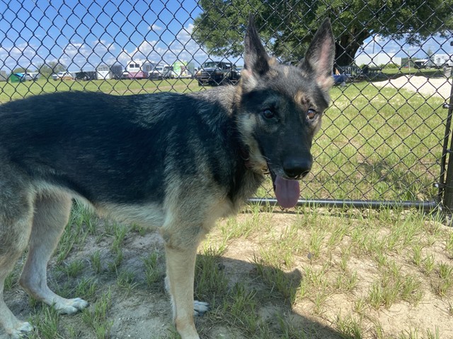 Heidi