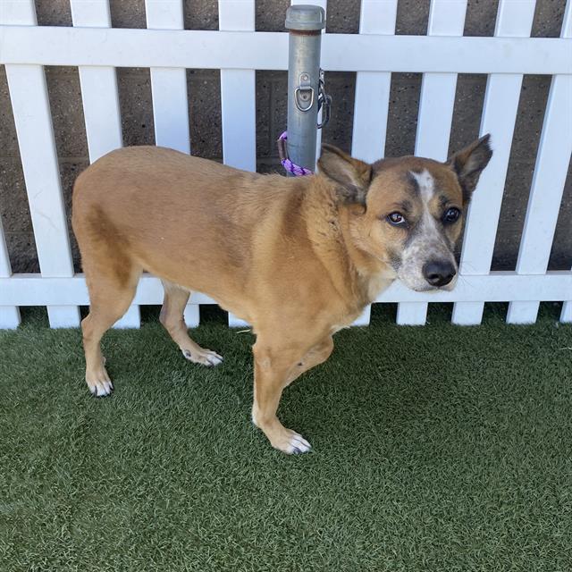 Adoptable Dog