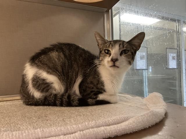 Adoptable Cat