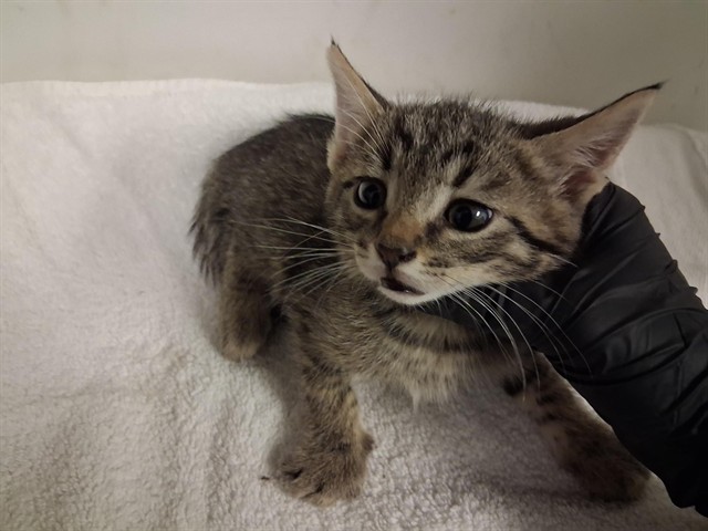 Adoptable Cat