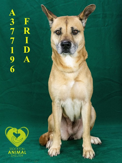 Frida