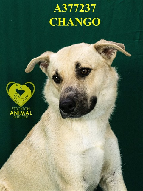 Chango
