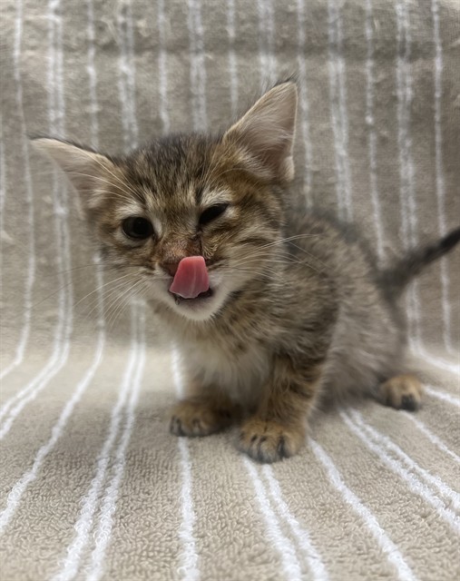 Piglet - In Foster