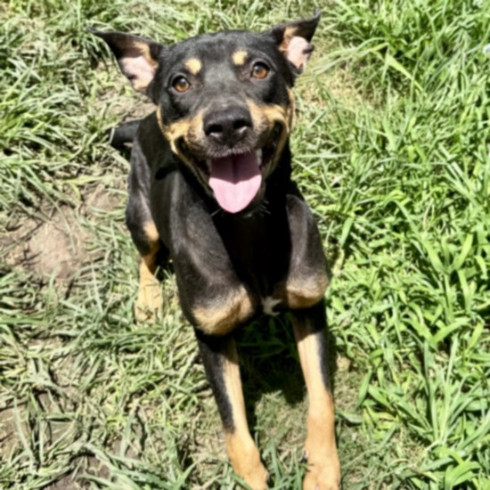 Coco