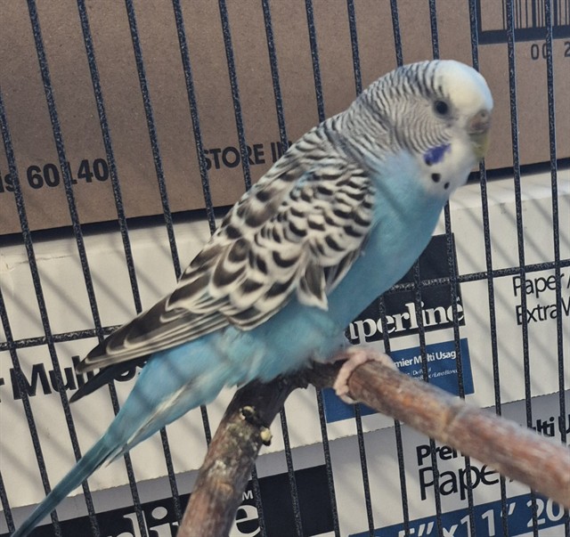 Azul