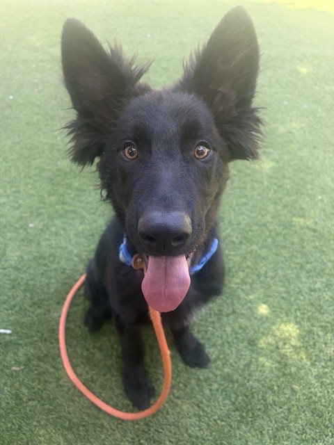 Gus