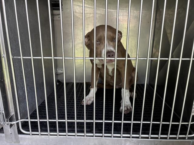 Adoptable Dog