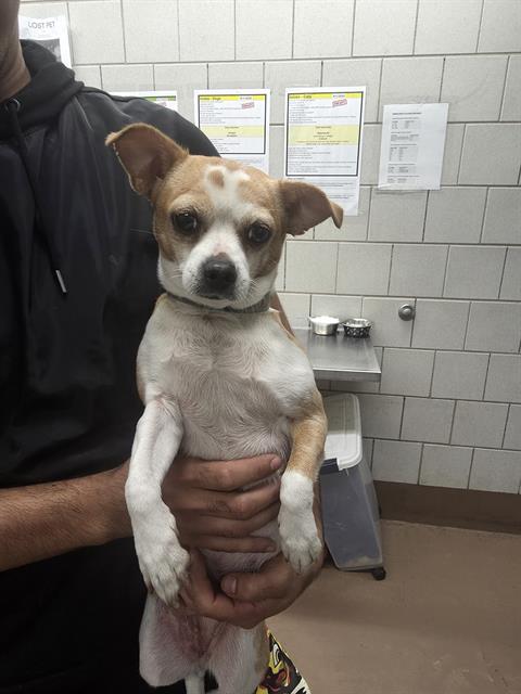 Adoptable Dog