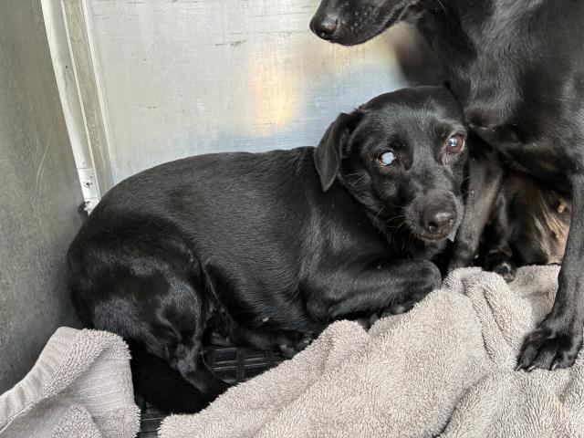 Adoptable Dog