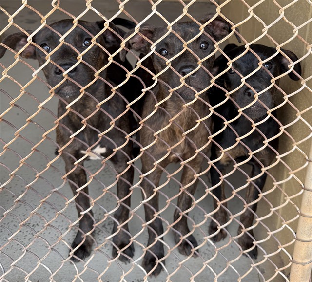 Adoptable Dog