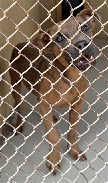 Adoptable Dog