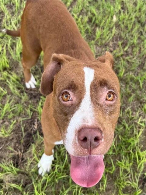 Leela