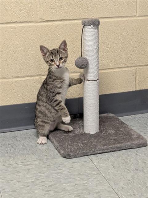 Adoptable Cat