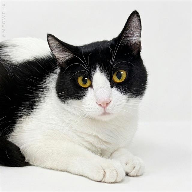Adoptable Cat
