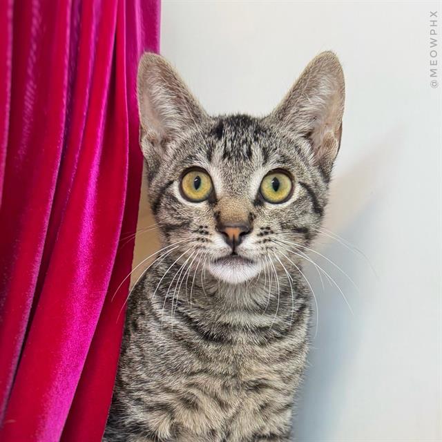 Adoptable Cat