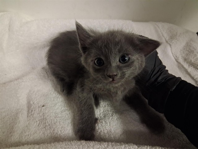 Adoptable Cat