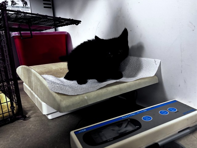 Adoptable Cat