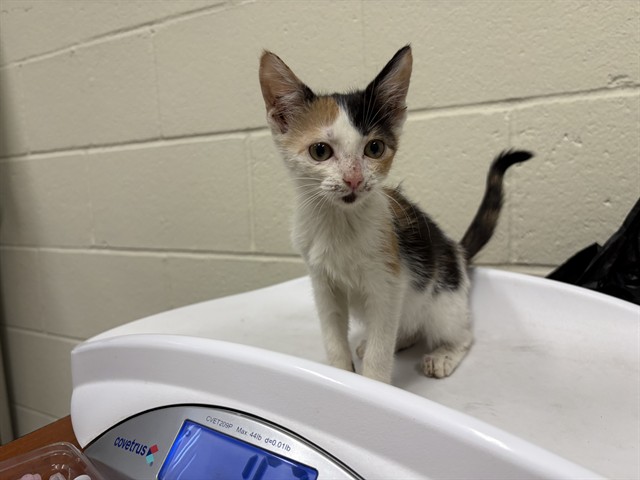 Adoptable Cat