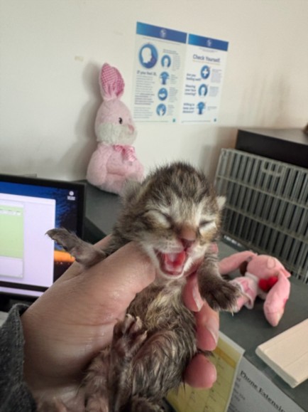 Baby Yoda