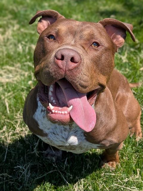 Chulo