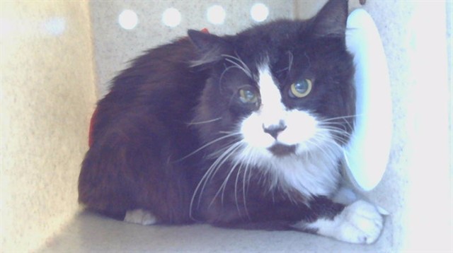 Mittens