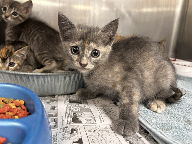 Adoptable Cat