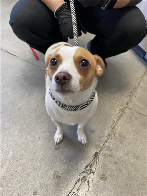 Adoptable Dog