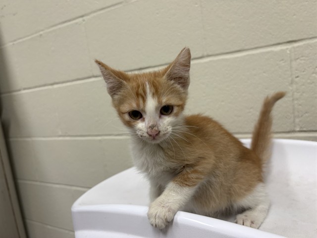 Adoptable Cat