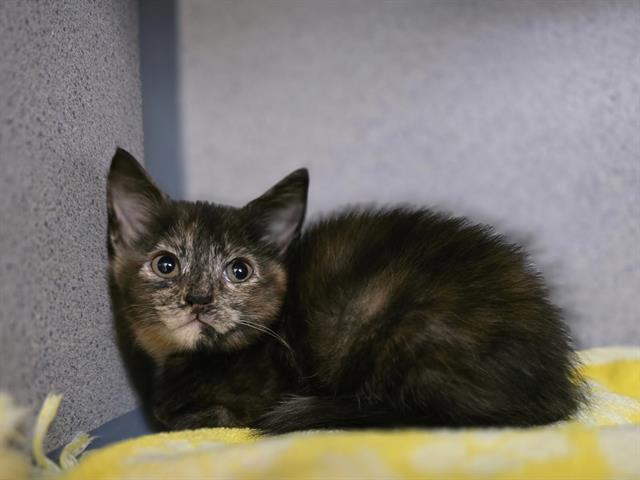 Kiki