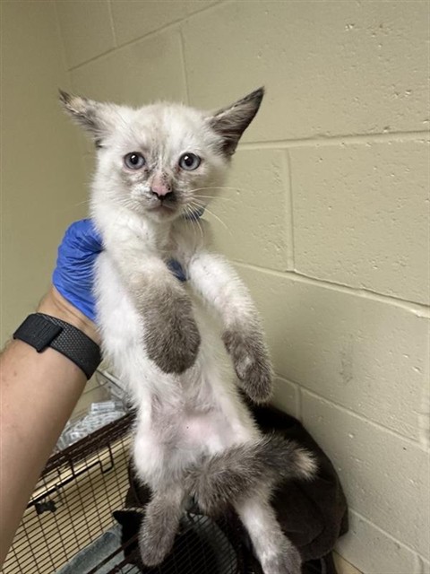 Adoptable Cat