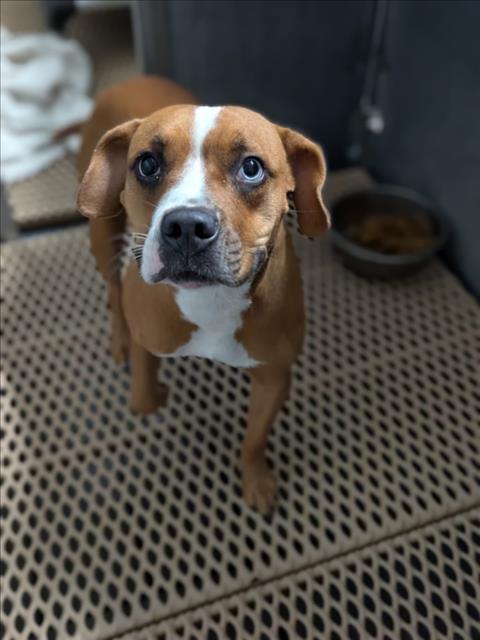 Adoptable Dog