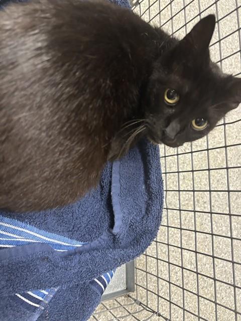 Adoptable Cat