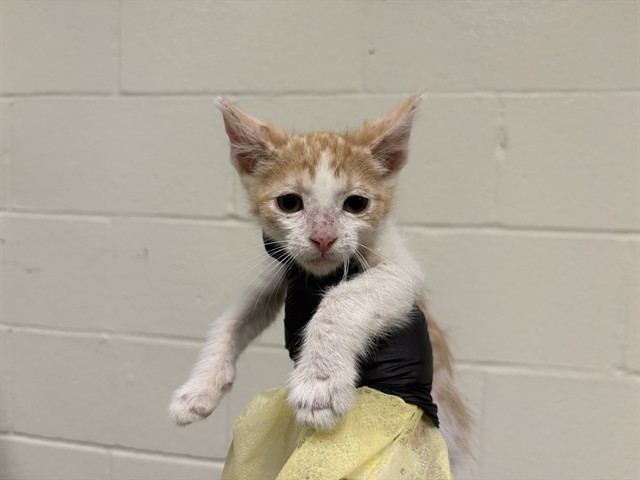 Adoptable Cat